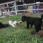 Moyen Mini black merle Poodle Nickers -puppy breeder