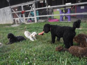 Moyen Mini black merle Poodle Nickers -puppy breeder