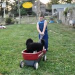 Moyen Mini black merle Poodle Nickers -puppy breeder