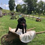 Moyen Mini black merle Poodle Nickers -puppy breeder