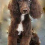 breeder of havapoo puppies for sale