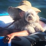 Havanese Poodle mix breed puppies for sale Breeder