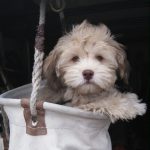 Havanese Mini Poodle mix puppy breeder