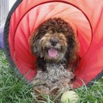 Moyen Klien Poodle - HavaPoo puppies