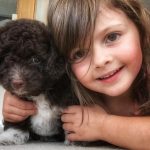 Havanese Mini Poodle mix puppy breeder