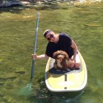 Havanese Mini Poodle mix puppy breeder