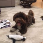 Havanese Poodle mix breed puppies for sale Breeder