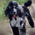breeder of havapoo puppies for sale