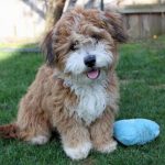 Havanese Mini Poodle mix puppy breeder
