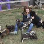 Havanese Poodle Mix HavaPoo Breeder Puppies for Sale