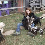 Havanese Poodle Mix HavaPoo Breeder Puppies for Sale