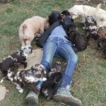 Havanese Poodle Mix HavaPoo Breeder Puppies for Sale
