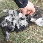 Havanese Poodle Mix HavaPoo Breeder Puppies for Sale