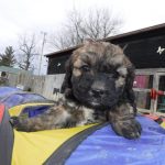 Havanese Poodle Mix HavaPoo Breeder Puppies for Sale