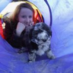 Havanese Poodle Mix HavaPoo Breeder Puppies for Sale