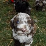 Havanese Poodle Mix HavaPoo Breeder Puppies for Sale