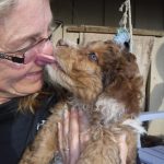 Havanese Poodle Mix HavaPoo Breeder Puppies for Sale