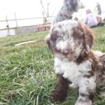 Havanese Poodle Mix HavaPoo Breeder Puppies for Sale
