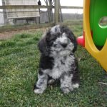 Havanese Poodle Mix HavaPoo Breeder Puppies for Sale