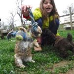 Creamy Chocolate / Tan Toy Poodle YorkiPoo Puppy breeder