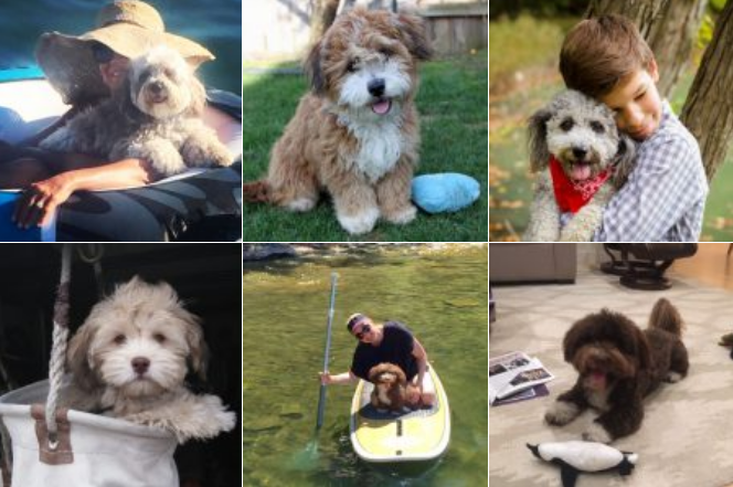 breeder of havapoo puppies for sale (Havanese Poodle mix)