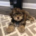 Creamy Chocolate / Tan Toy Poodle YorkiPoo Puppy breeder