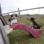 Havanese HavaPoo Havashire Puppies for sale Breeder