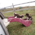 Havanese HavaPoo Havashire Puppies for sale Breeder