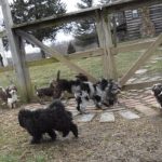 Havanese HavaPoo Havashire Puppies for sale Breeder