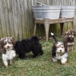 Havanese HavaPoo Havashire Puppies for sale Breeder