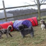 Havanese HavaPoo Havashire Puppies for sale Breeder