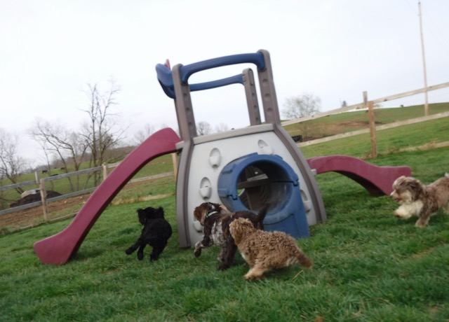 Havanese HavaPoo Havashire Puppies for sale Breeder
