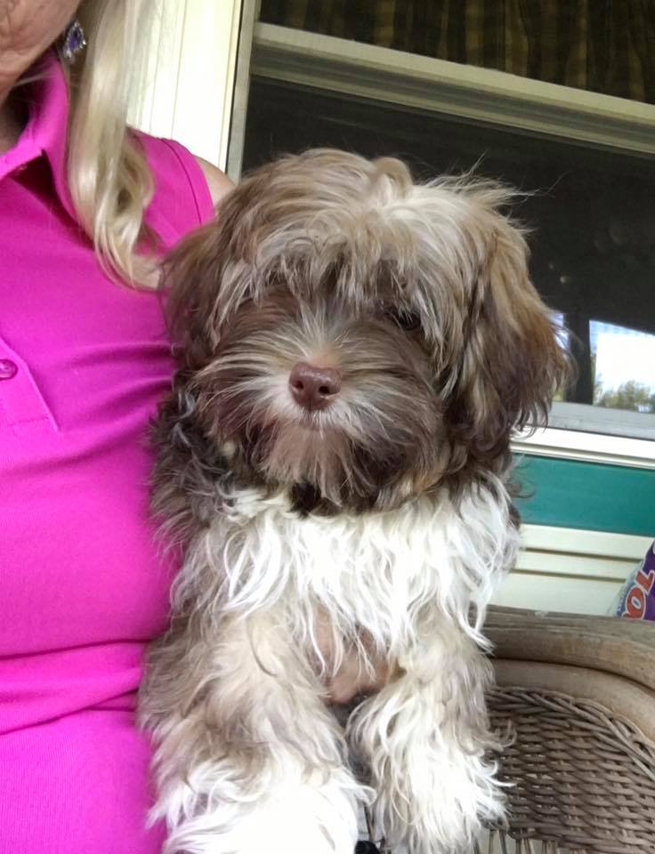 HavaShire - Sunny Day Puppies