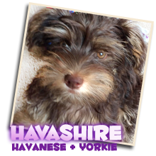 havanese yorkie mix puppies