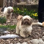 sable havanese breeder ohio