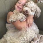 Small non-shedding hypo-allergenic Puppies