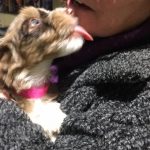 Small non-shedding hypo-allergenic Puppies