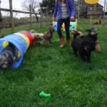 Mini Poodle Yorkie yorkiepoo puppies for sale