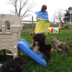 Mini Poodle Yorkie yorkiepoo puppies for sale