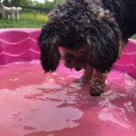 Mini Poodle Yorkie YorkiPoo puppies for sale breeder
