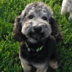 Mini Poodle