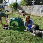 Jingle's HavaPooKie Puppies