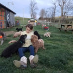 Mini Poodle Havanese puppies for sale