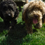 Mini Poodle Havanese puppies for sale