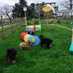 Mini Poodle Havanese puppies for sale