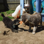 Mini Poodle Havanese puppies for sale