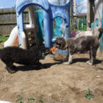 Mini Poodle Havanese puppies for sale