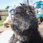 Mini Poodle Havanese puppies for sale