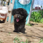 Mini Poodle Havanese puppies for sale