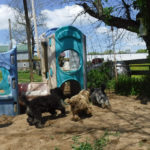 Mini Poodle Havanese puppies for sale